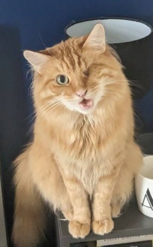 Screamy ginger one-eyed cat screaming