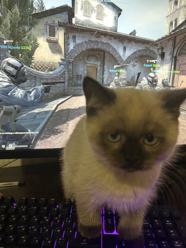 Photo of a kitten standing on keyboard with front paws, blocking a computer display with running Counter-Strike. Kitten has very unsatisfied face.
