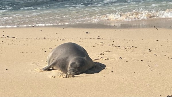 Mink seal sleeping on a beach. 