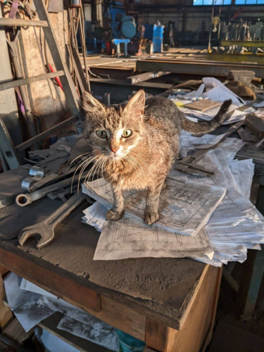 Cat standing on a table in a factory workshop. The table is full of dirty papers with blueprints on them and various tools.