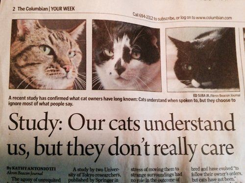 A screenshot of a newspaper article, titled - STUDY: OUR CATS UNDERSTANDS US, BUT THEY DON'T REALLY CARE.