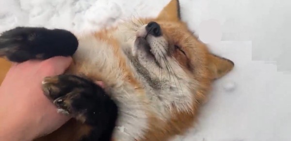 A fluffy red fox laying on its back with its paws up on the snow being given belly rubs by a human