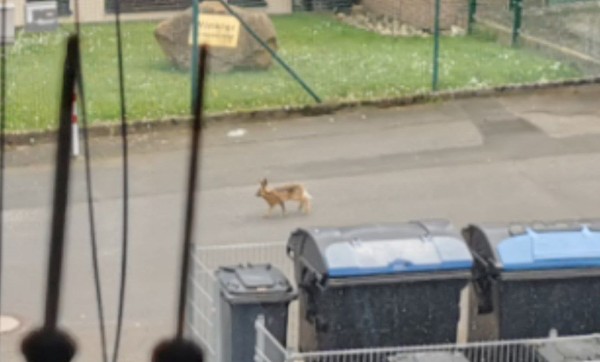 A hare in the middle of a quiet street, some large trash bins in the front