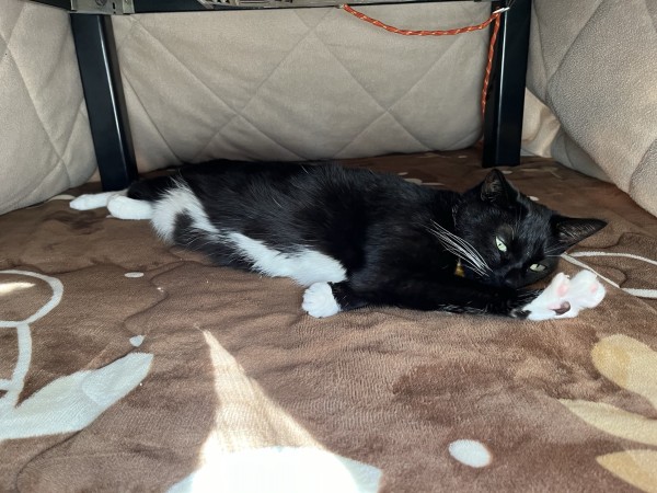A black and white cat with white paws lying on a brown blanket, under a table.
