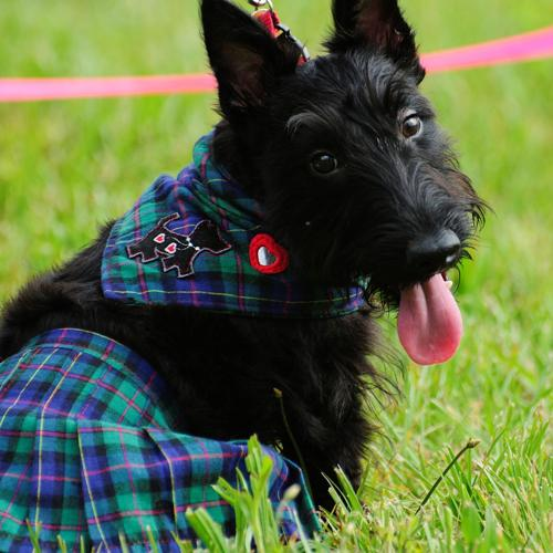 A black scottish terrier in a blue/green/red plaid 'kilt' and bandanna 