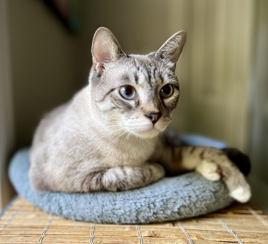 Gray colorpoint Siamese mix cat with blue eyes lying in pet bed with light from window while looking askance