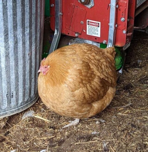A very spherical chicken.