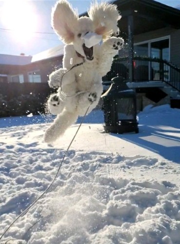 Winter action shot of Bella the cream colored Royal Poodle, jumping up, mouth opened, to catch the snowball thrown in her direction. Snow all around the backyard, house in the backgroung.