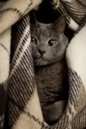 a black cat hiding inside a blanket