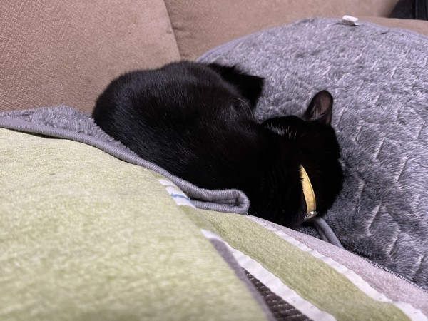 A black and white cat curled up with its head tucked in, resting on a grey cushion
