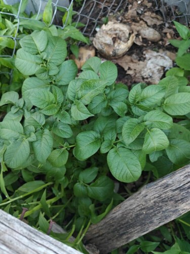 Plant id request. What is this plant growing in my compost pile?