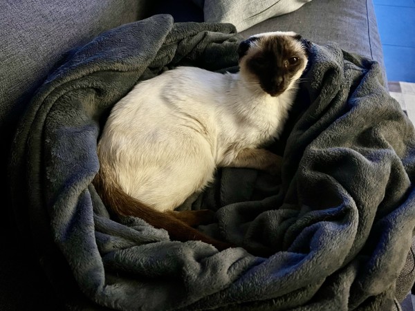 Chocolate point Siamese cat laying inside a fluffy dark gray blanket shaped like a bird's nest