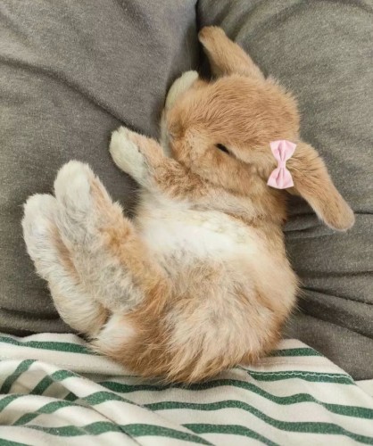 A little bunny nestled between cushions. It looks soft and cosy. It is sleeping. It also has a pink bow in the right ear 