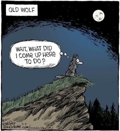 Cartoon: "Old Wolf" 
A wolf sits atop the peak of a hill beneath a full moon. She's wide-eyed, thinking, "Wait, what did I come up here to do?" 

Credit: Coverly (if I'm reading it right) 9-4-2017 
Speedbump.com