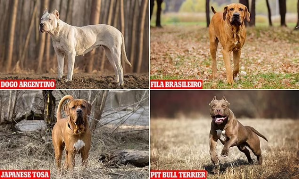 The 4 dog breeds banned in the UK currently