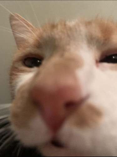cat being uncomfortably close to the camera