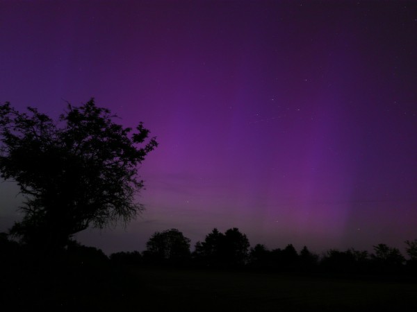 Dark silhouettes of trees in front of a sky illuminated with purple streaks of Aurora Borealis
