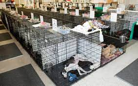 A 'Closed Colony' California blood bank, with dogs lined up in metal crates waiting to get their blood drawn. For some reason, these dogs always seem to be sighthounds. 