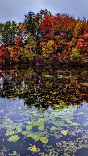 Beneath a rainy, overcast sky we are standing beside a lake filled with lily pads, some still green, others turning yellow or gold. On the far shore a forest of tall trees is a riot of reds, oranges, golds, yellows and bright greens.
