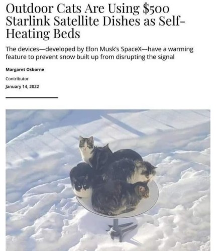 Outdoor cats are using $500 starlink  satellite dishes as self heating beds.
